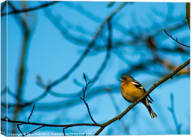 Chaffinch in Tree Canvas Print by Tylie Duff Photo Art