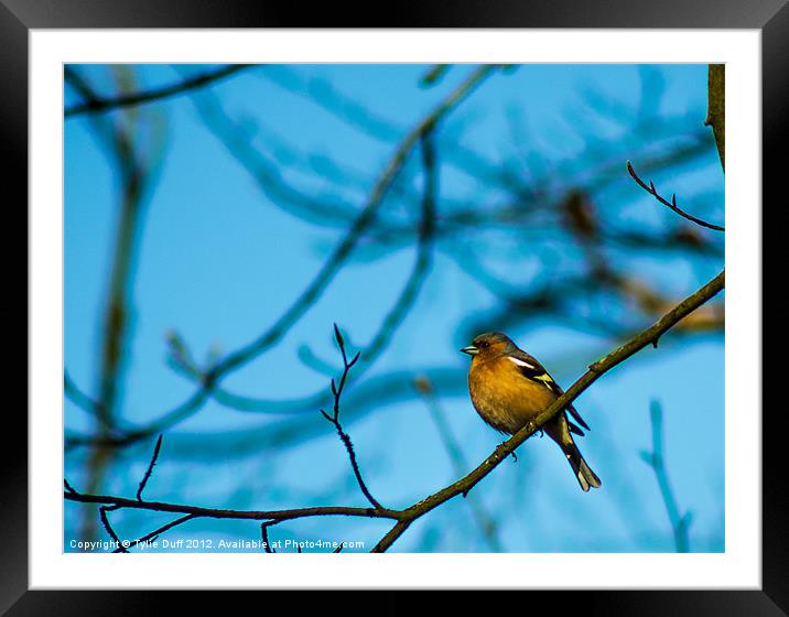 Chaffinch in Tree Framed Mounted Print by Tylie Duff Photo Art