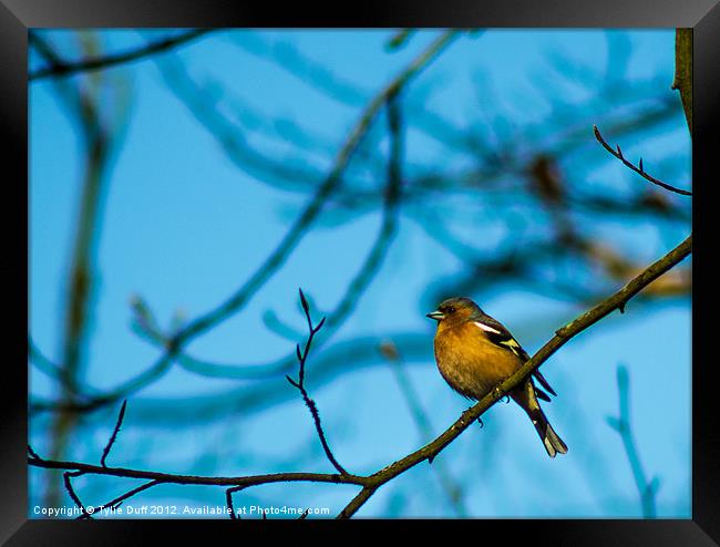 Chaffinch in Tree Framed Print by Tylie Duff Photo Art