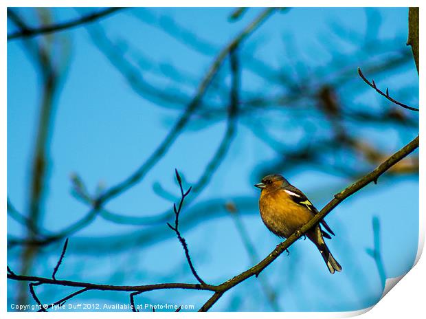 Chaffinch in Tree Print by Tylie Duff Photo Art