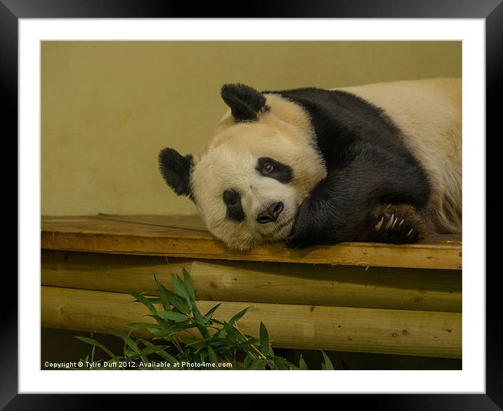 Tian Tian the Giant Panda Framed Mounted Print by Tylie Duff Photo Art