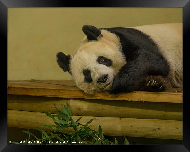 Tian Tian the Giant Panda Framed Print by Tylie Duff Photo Art