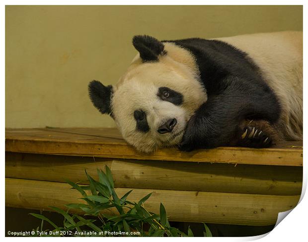 Tian Tian the Giant Panda Print by Tylie Duff Photo Art