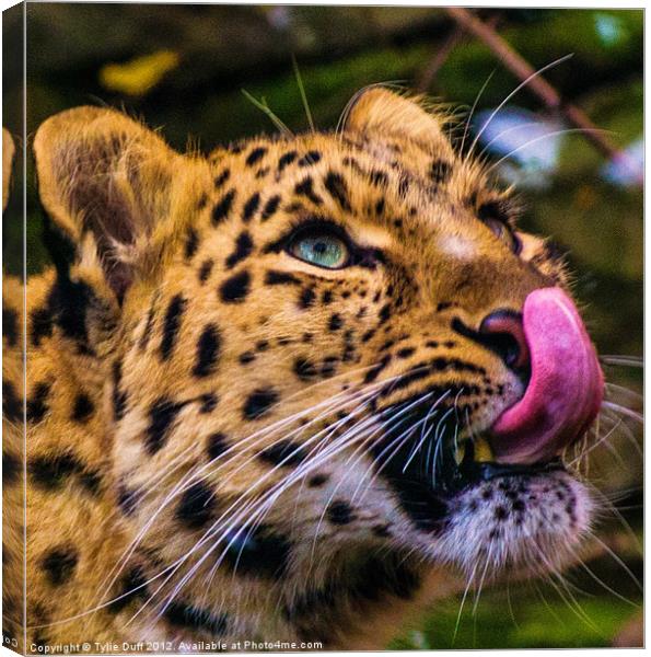 Leopard Anticipating Lunch Canvas Print by Tylie Duff Photo Art