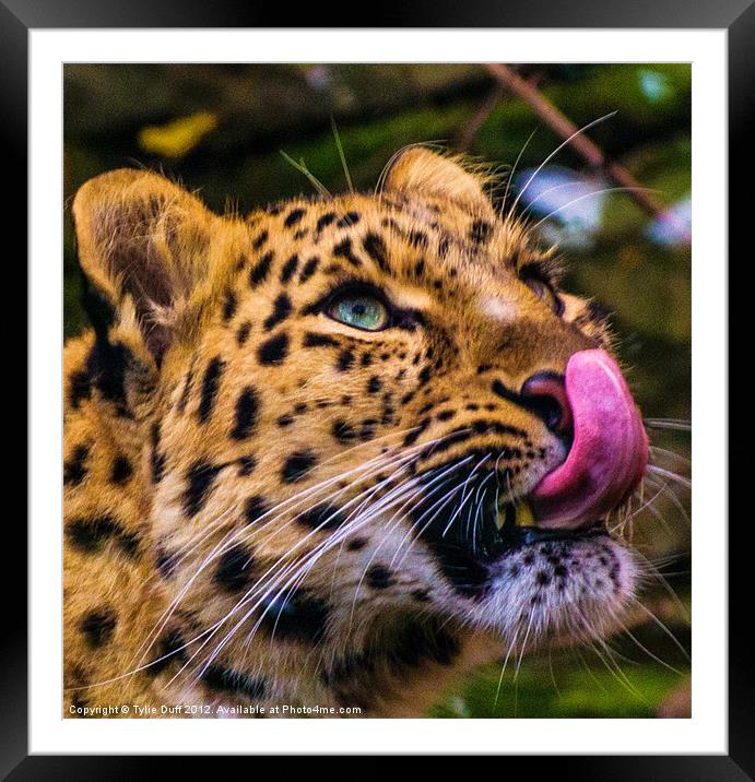 Leopard Anticipating Lunch Framed Mounted Print by Tylie Duff Photo Art
