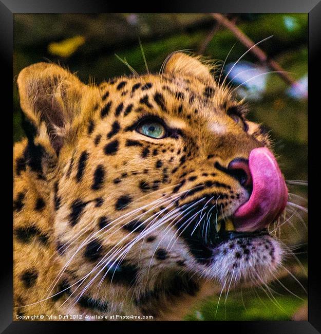 Leopard Anticipating Lunch Framed Print by Tylie Duff Photo Art