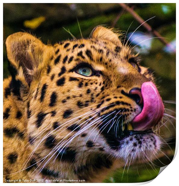 Leopard Anticipating Lunch Print by Tylie Duff Photo Art