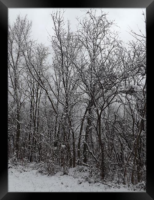 Winter Wonder Framed Print by Morgan Ramey