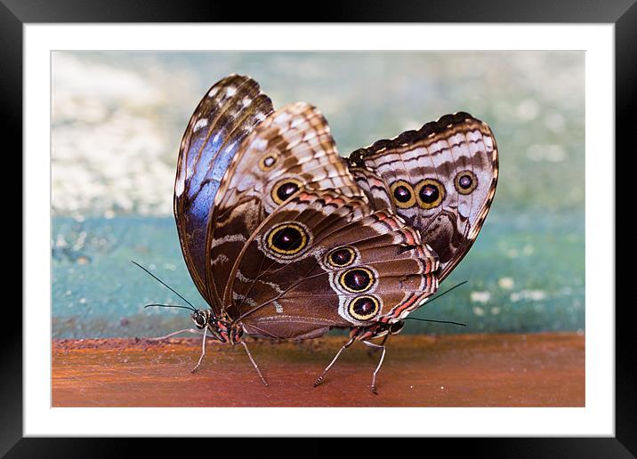 Siamese Butterflies Framed Mounted Print by Paul Shears Photogr