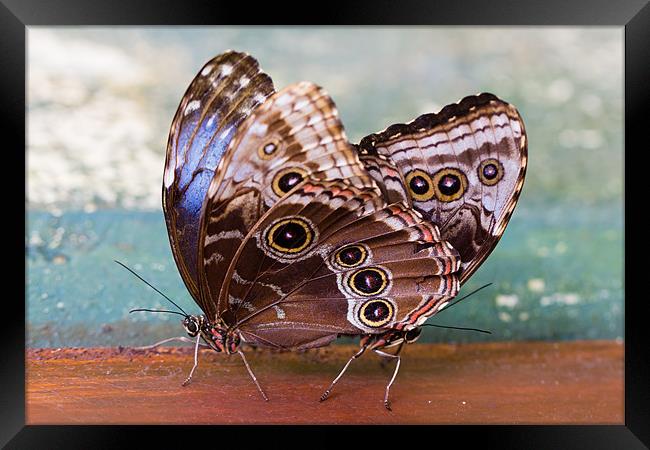 Siamese Butterflies Framed Print by Paul Shears Photogr