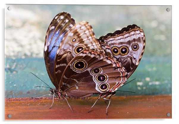 Siamese Butterflies Acrylic by Paul Shears Photogr
