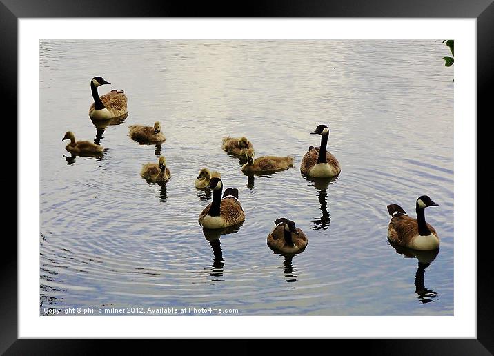 A Family Of Geese Framed Mounted Print by philip milner