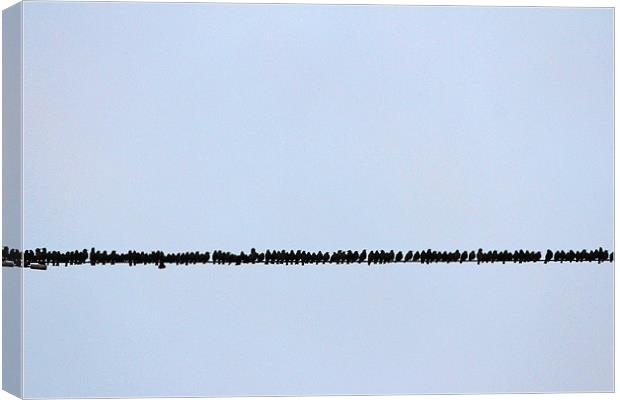 Birds on a wire Canvas Print by Gavin Wilson