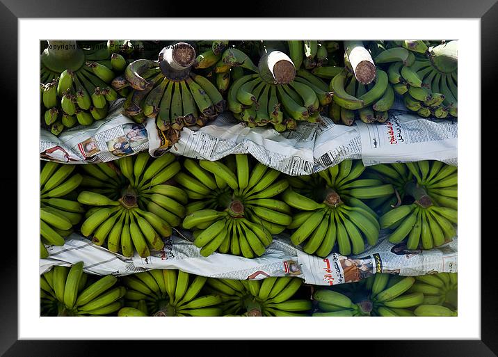 Tally Me Bananas Framed Mounted Print by Glynne Pritchard