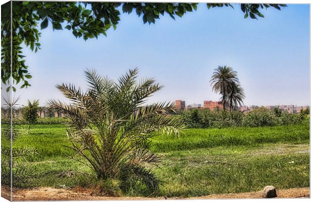 Cairo Green Oasis Canvas Print by Paul Fisher