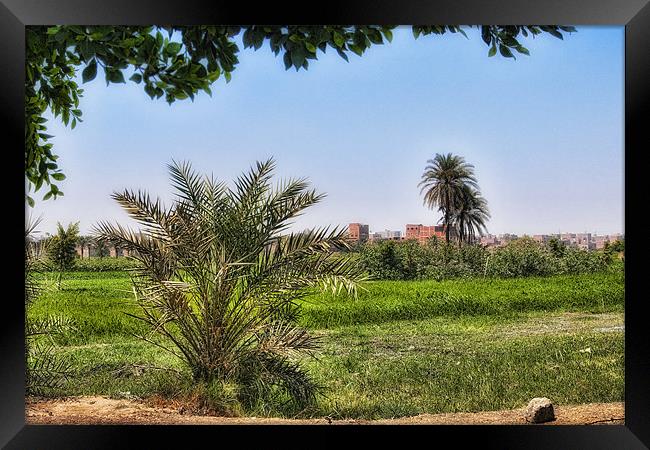 Cairo Green Oasis Framed Print by Paul Fisher