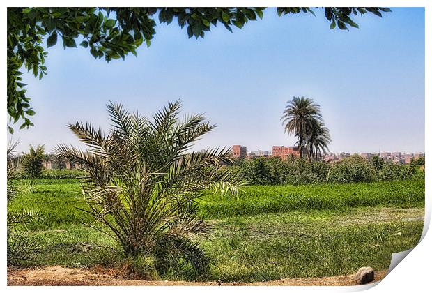 Cairo Green Oasis Print by Paul Fisher