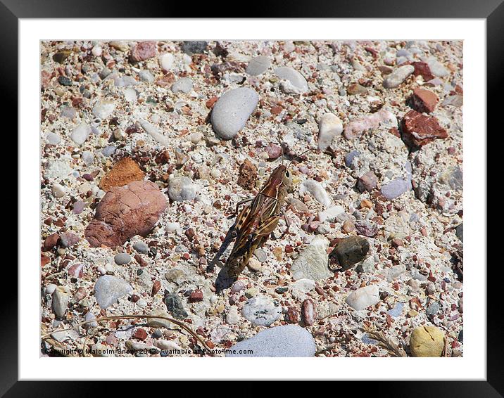 Jiminy Cricket Framed Mounted Print by Malcolm Snook