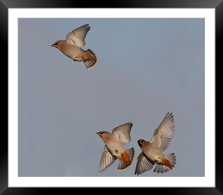 Waxwings Framed Mounted Print by Don Davis