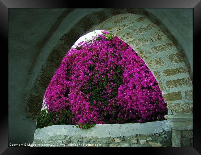 Purple flowers through an arch Framed Print by Malcolm Snook