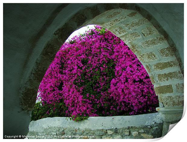 Purple flowers through an arch Print by Malcolm Snook