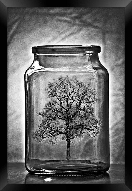 Stunted growth Framed Print by Dawn Cox