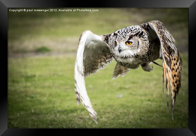 Eagle Owl Framed Print by Paul Messenger