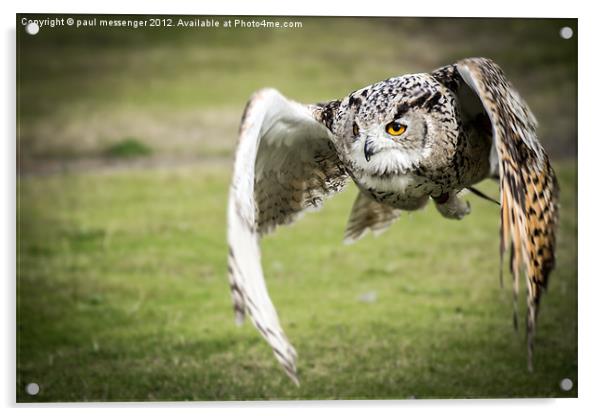 Eagle Owl Acrylic by Paul Messenger