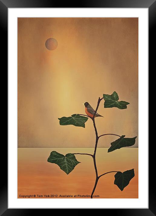 A MOMENT OF ZEN Framed Mounted Print by Tom York