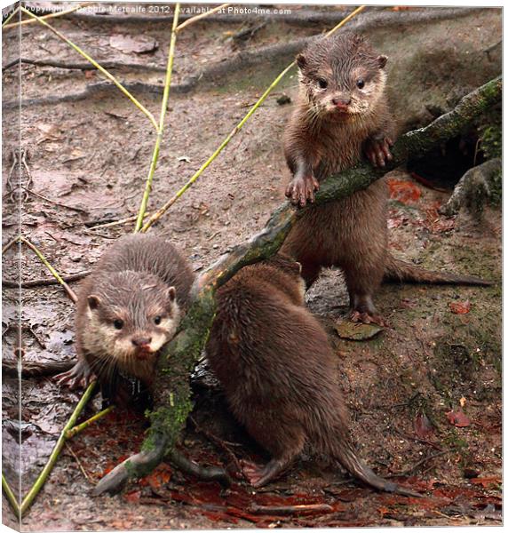 Otters at Play Canvas Print by Debbie Metcalfe