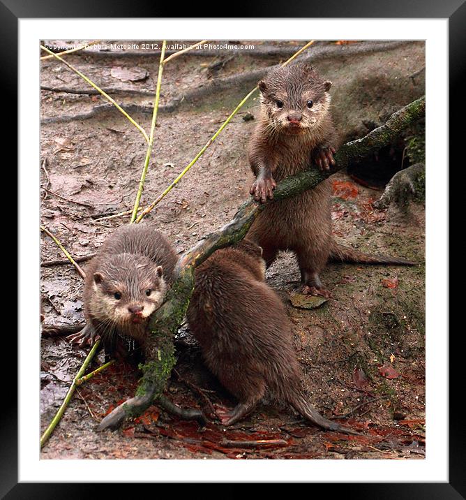 Otters at Play Framed Mounted Print by Debbie Metcalfe