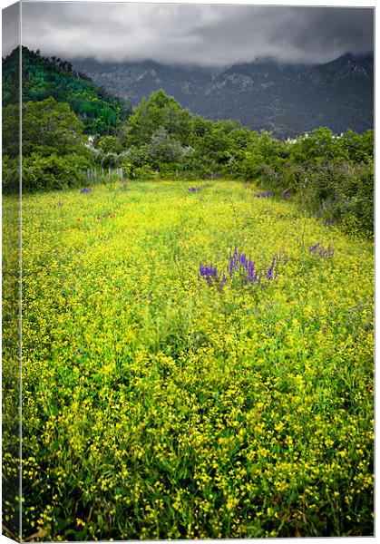 yellow with a splash of purple Canvas Print by meirion matthias