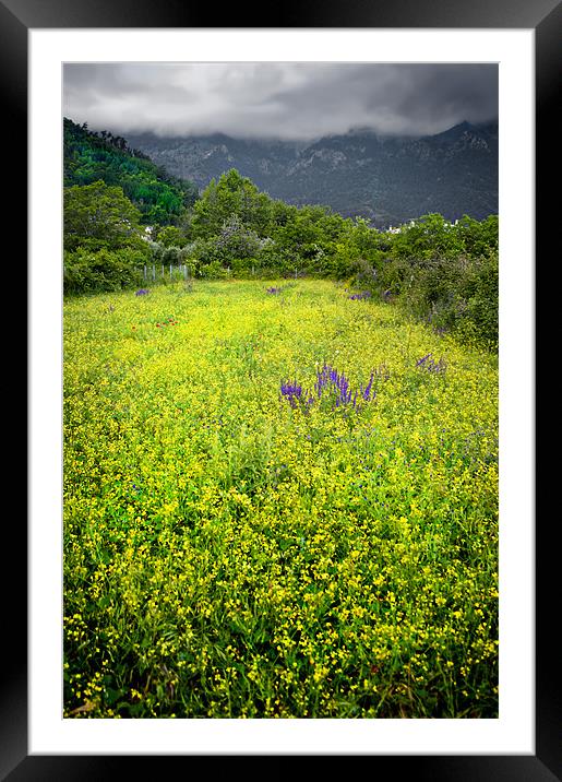 yellow with a splash of purple Framed Mounted Print by meirion matthias