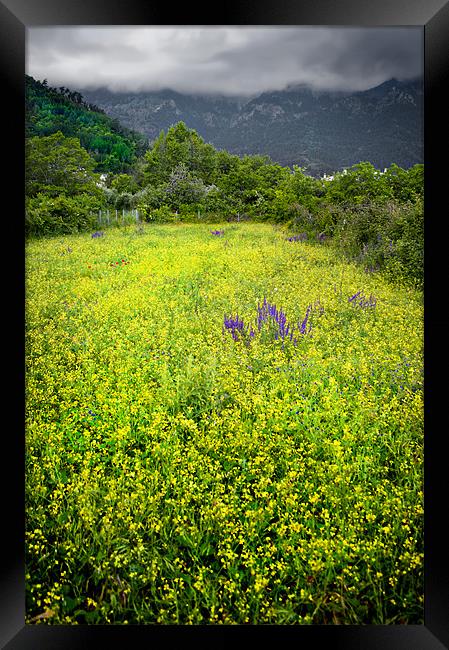 yellow with a splash of purple Framed Print by meirion matthias