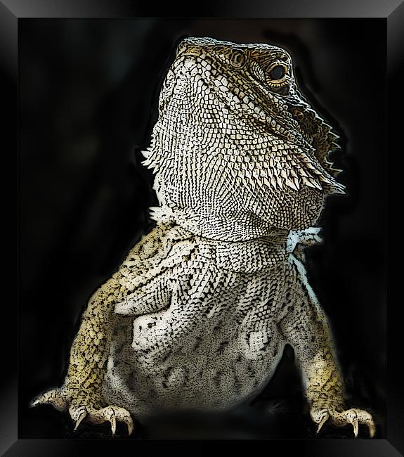 Posterized Bearded Dragon Framed Print by Tom Reed