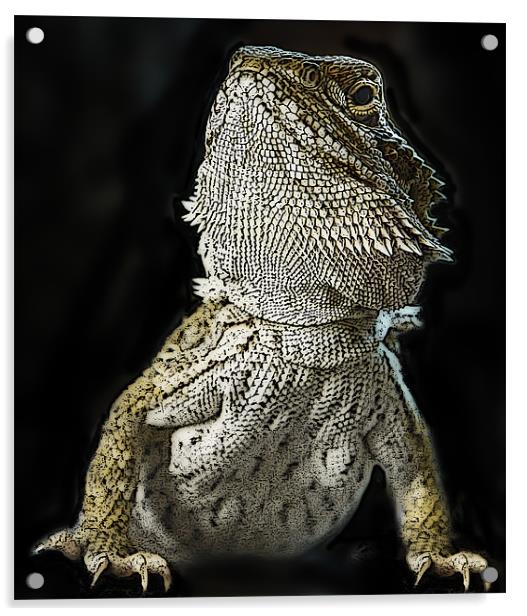 Posterized Bearded Dragon Acrylic by Tom Reed