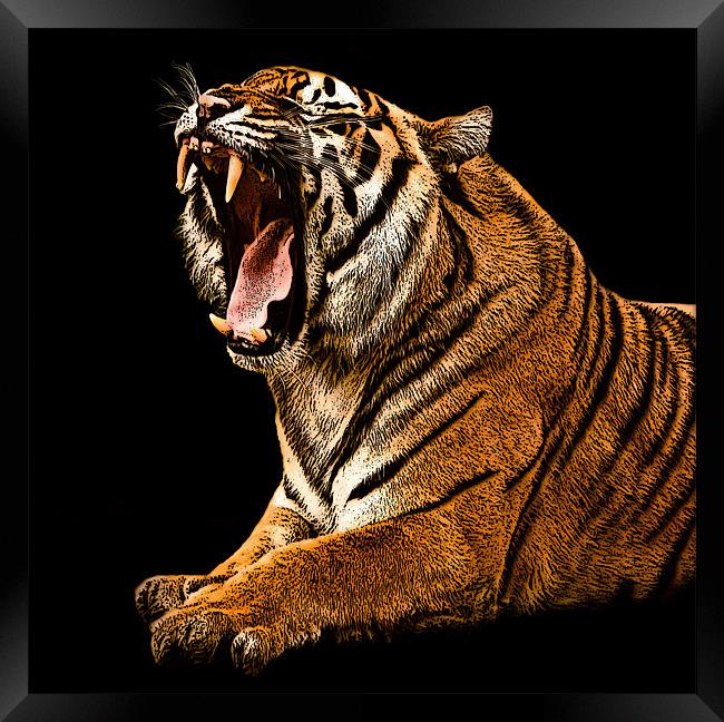 Posterized Tiger 2 Framed Print by Tom Reed
