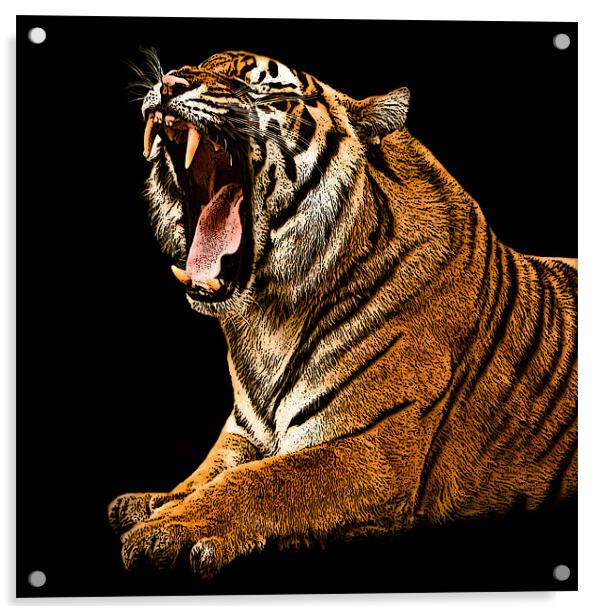 Posterized Tiger 2 Acrylic by Tom Reed