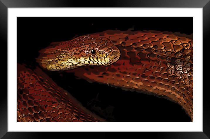 Posterized cornsnake Framed Mounted Print by Tom Reed