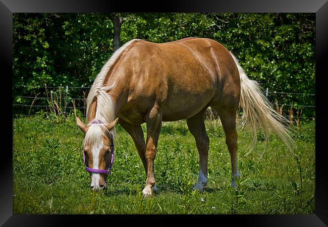 Golden Palomino Framed Print by Doug Long