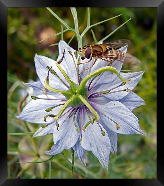 Wasp on Blue Flower Framed Print by Pat Carroll