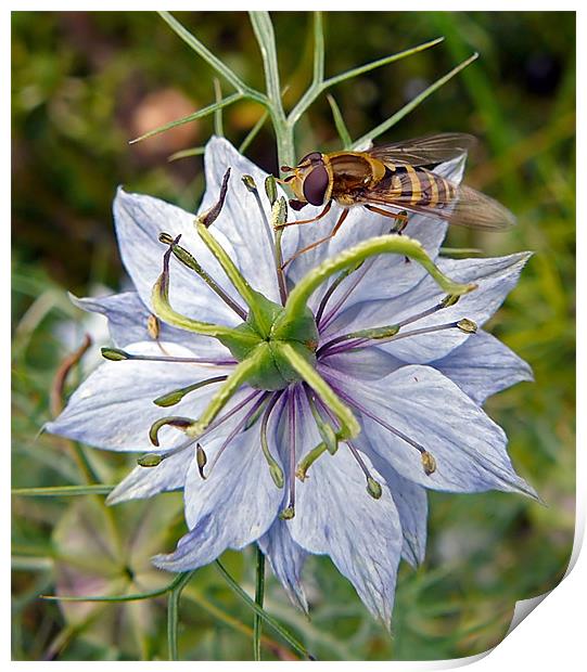 Wasp on Blue Flower Print by Pat Carroll