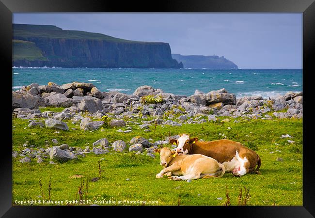 Cow and calf in Ireland Framed Print by Kathleen Smith (kbhsphoto)