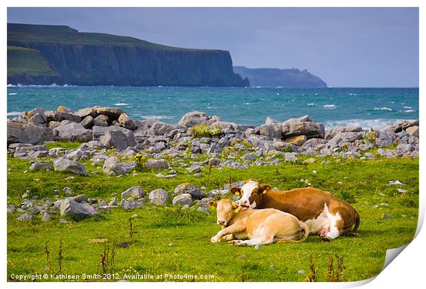 Cow and calf in Ireland Print by Kathleen Smith (kbhsphoto)