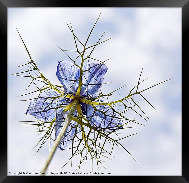 Love-in-a-Mist Framed Print by mhfore Photography