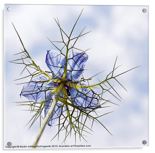 Love-in-a-Mist Acrylic by mhfore Photography