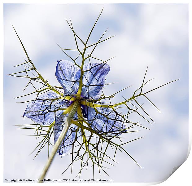 Love-in-a-Mist Print by mhfore Photography