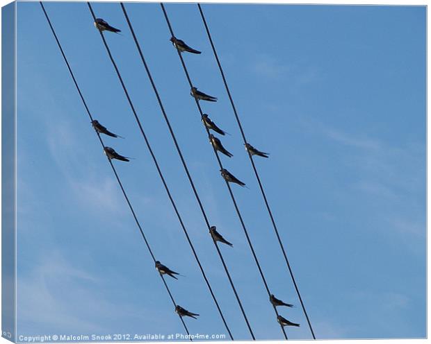 Swallows on wires Canvas Print by Malcolm Snook
