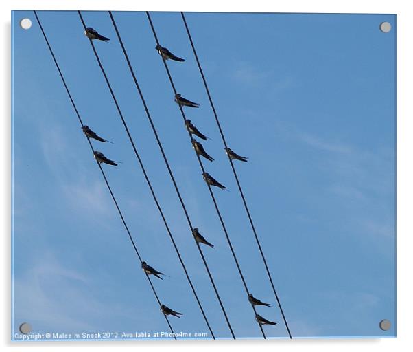 Swallows on wires Acrylic by Malcolm Snook