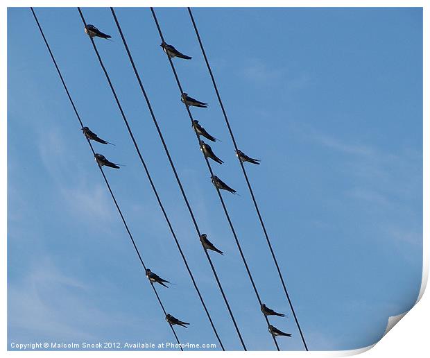 Swallows on wires Print by Malcolm Snook